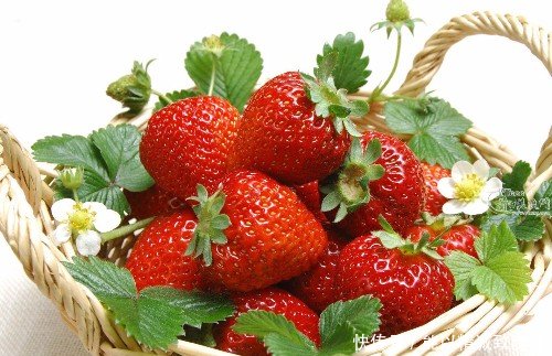 种植温室草莓畸形果的防治,其实很简单