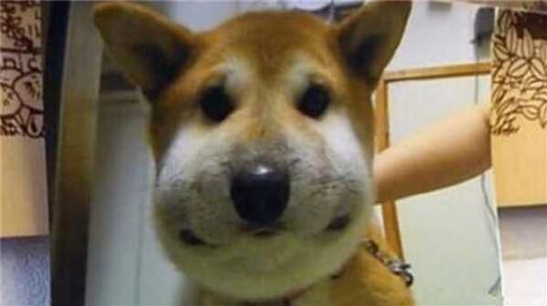 被蜜蜂蛰了的狗