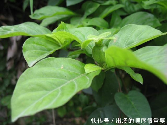 农村一奇特野果,酷似石榴,扔水里能毒晕活鱼,还能做农药杀害虫