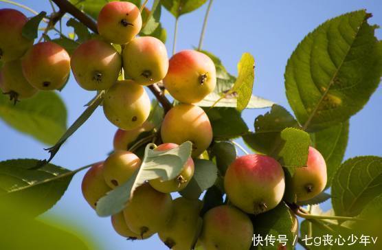 苹果的营养价值高不高 t010746dd6a2fe79a5e.jpg?size=556x364