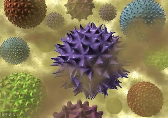 把堵在鼻腔的螨虫排出,过敏性鼻炎瞬间好了一