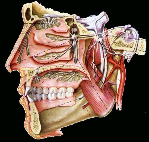 上颚骨与下颚骨之间是哪个部位_360问答