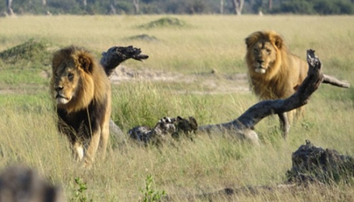 津巴布韦狮王塞西尔兄弟死亡 或死于自然原因
