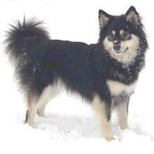 中文学名:芬兰拉普猎犬 别称:芬兰拉普赫德犬,拉品可亚犬,拉普兰得