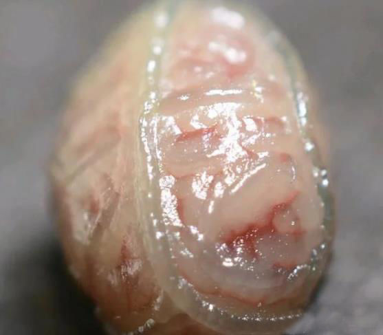 男子野外捡来一块血丝的石头,拿到手里看了看,感觉自己要发财了