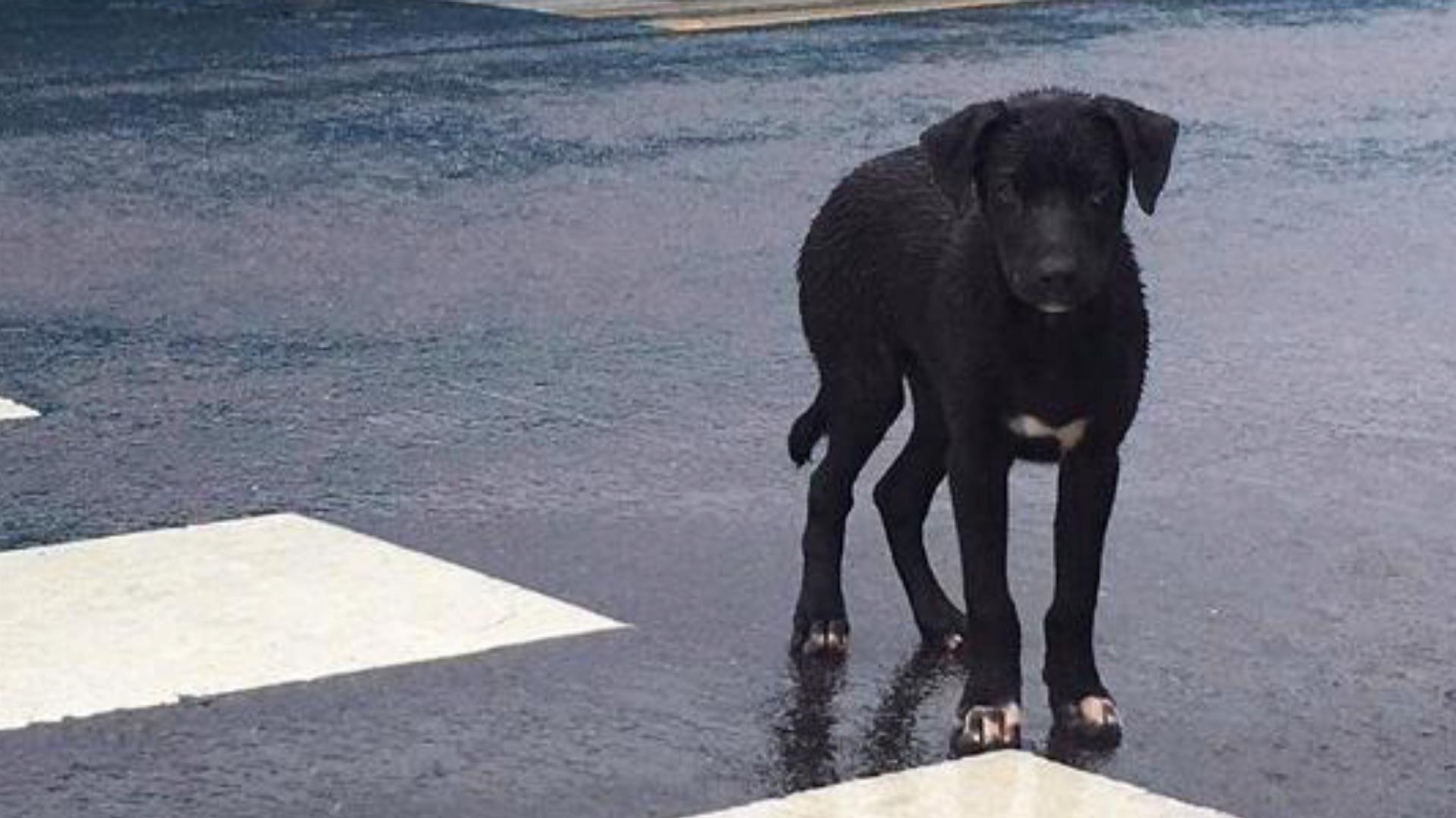 狗狗被主人丢弃在十字路口淋雨