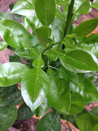 谁能告诉我这是什么植物四季长青好像一个叶片上前后两个叶子还带刺刚图片