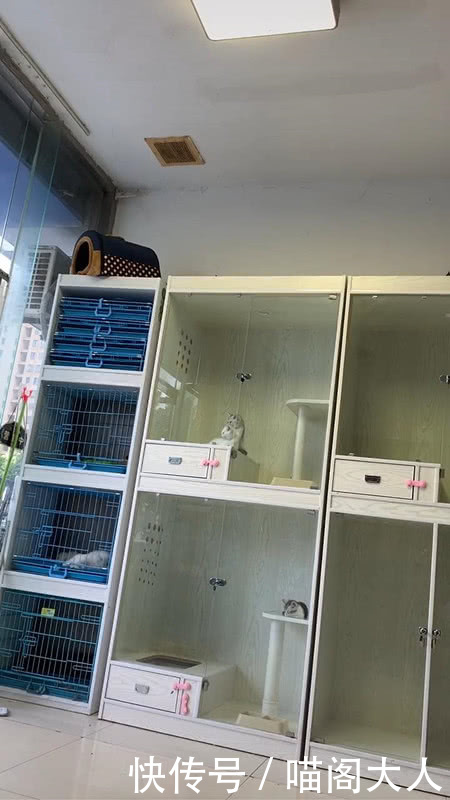 男子在宠物店里溜达,无意中看到哭笑不得的画面,猫:按得还行不 188体育竞技平台