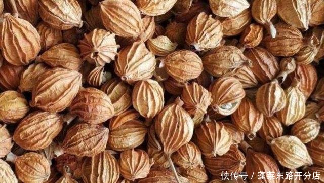 缩砂仁与砂仁有区别吗 t010d3b9a41330e55df.jpg