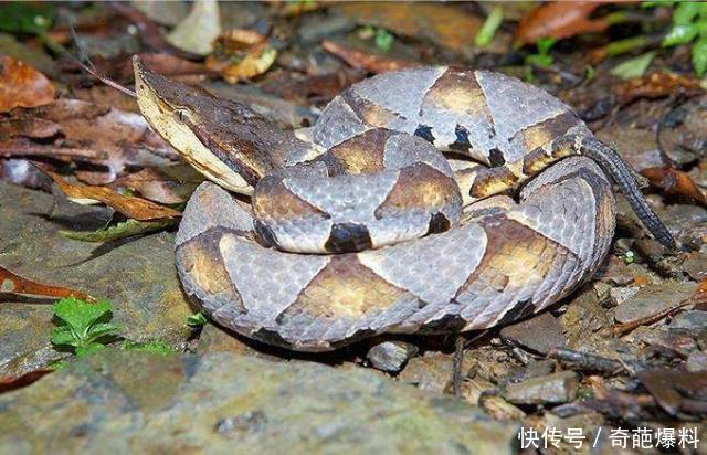 中国十大毒蛇之一的尖吻蝮，又叫五步蛇，非洲平头哥不敢惹他