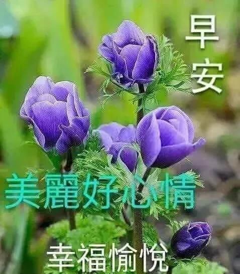 微信阳光暖心的v图片图片动画女生,最美的早安无奈包表情的发表情图片个图片