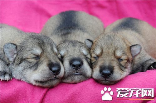 爱尔兰猎狼犬吃什么 其实养犬还是喂狗粮好_3