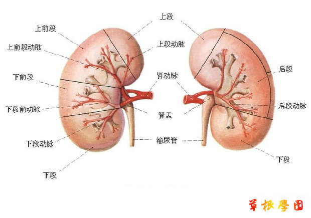 科技名词定义中文名称:肾气虚英文名称:deficiency of kidney qi 定义:肾气虚弱,功能减退,封藏固摄功能失职,进一步可致阴阳失调的病理变化。 应用学科:中医药学(一级学科);中医基础理论(二级学科);病机(二级学科) 肾虚指肾脏功能减弱,需要根据不同的症状调治。肾之阴阳俱虚,肾气化生不足,症见滑精、早泄,尿后滴沥不尽,小便次数多而清,腰膝酸软,听力减退,气短,四肢不温,脉细弱等,治以补肾为主。 肾脏属于泌尿系统的一部分,在传统中医学中,肾脏属于五脏之一。肾为先天之本,是人