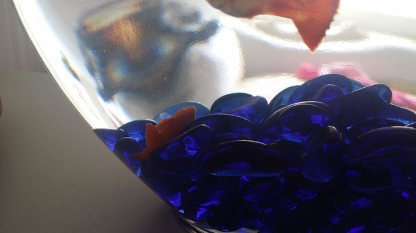 我家新买的孔雀鱼,有一条公鱼总是沉底,偶尔起