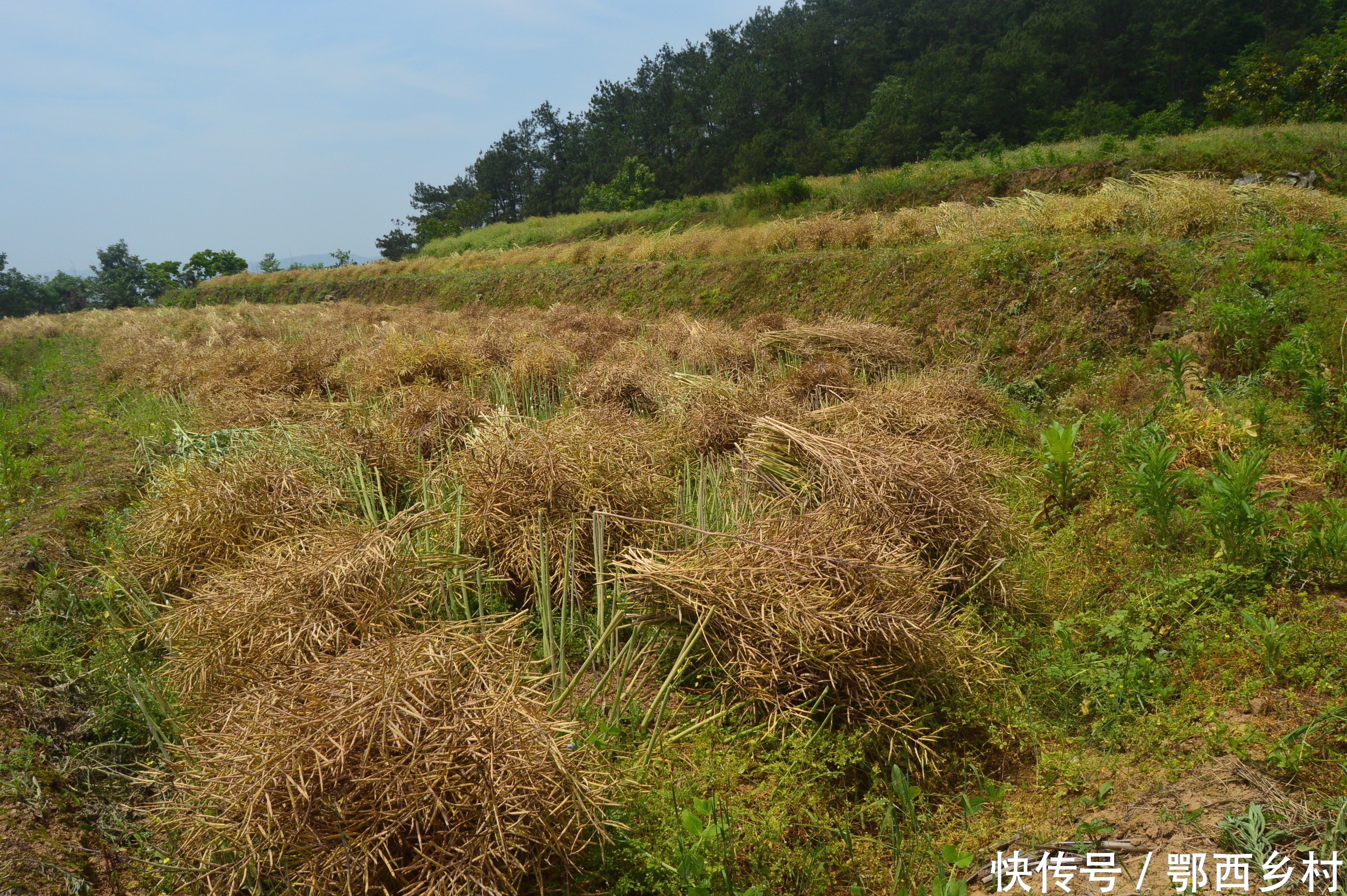 又到油菜收割时,农户抢割忙收获