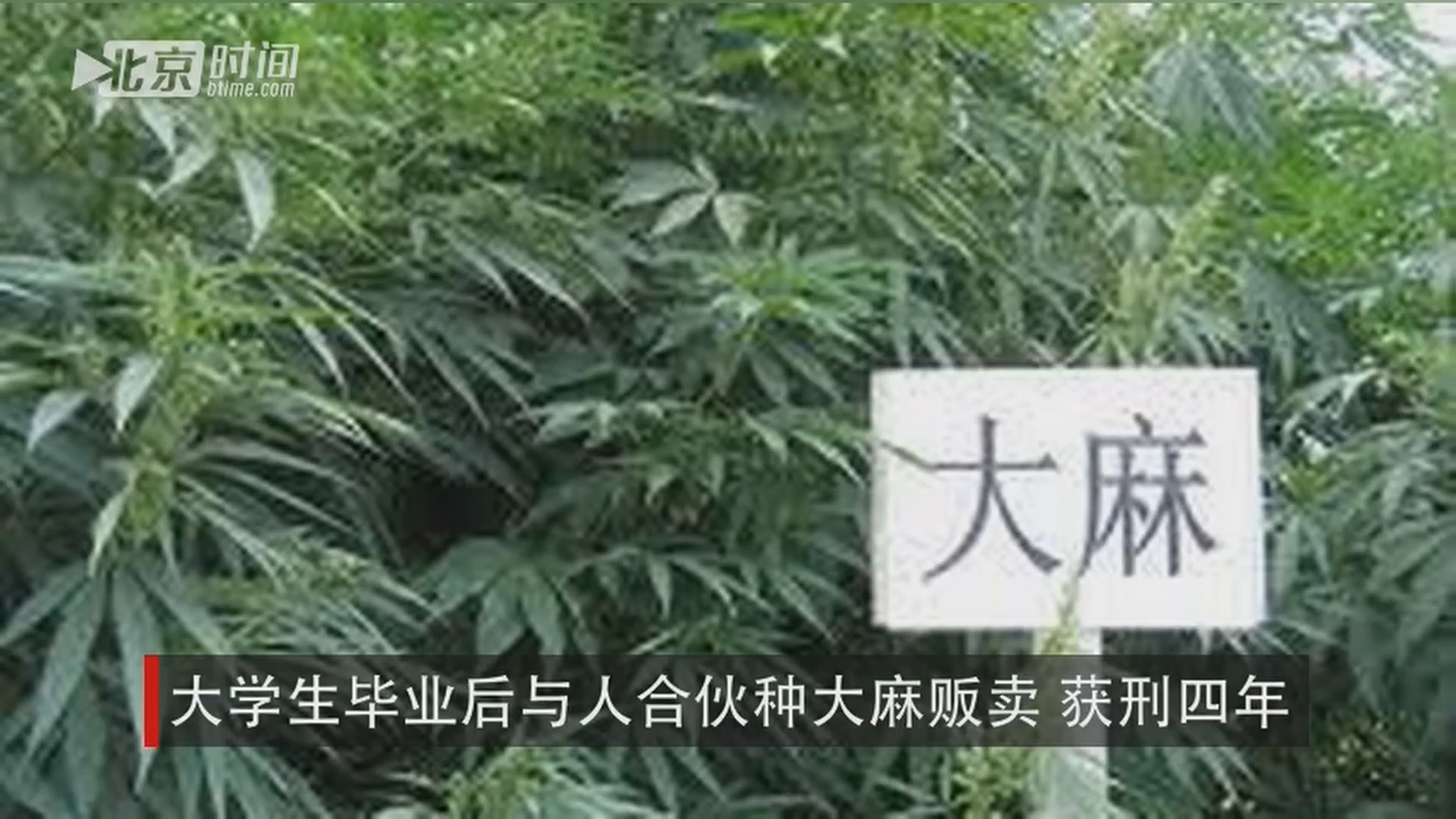 大学生毕业后与人合伙种大麻贩卖 获刑四年