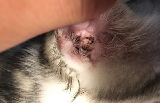 猫耳螨跑身上怎么治_360问答