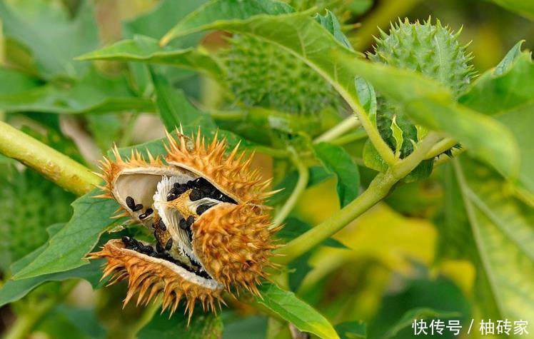 农村有一种很危险的水果,人称“刺苹果”,全身都是刺还含有剧毒