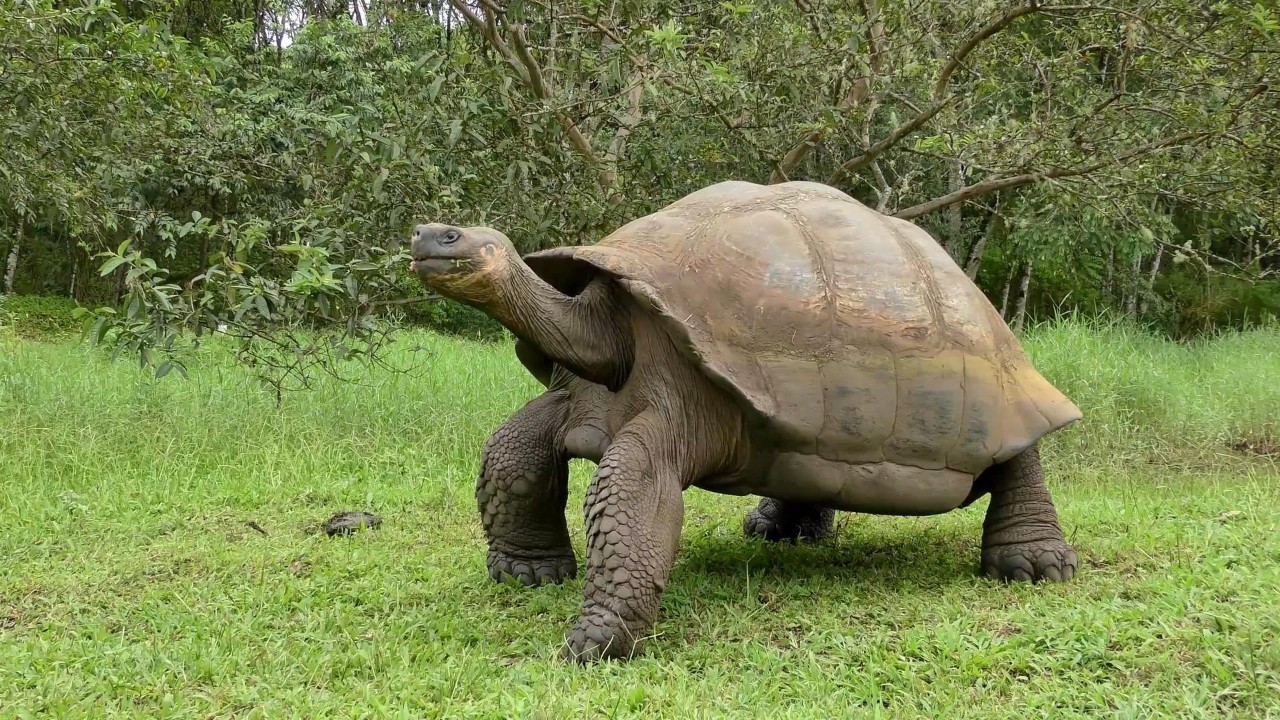 " 04 成年的象龟能够重达300多公斤 体型长度1.