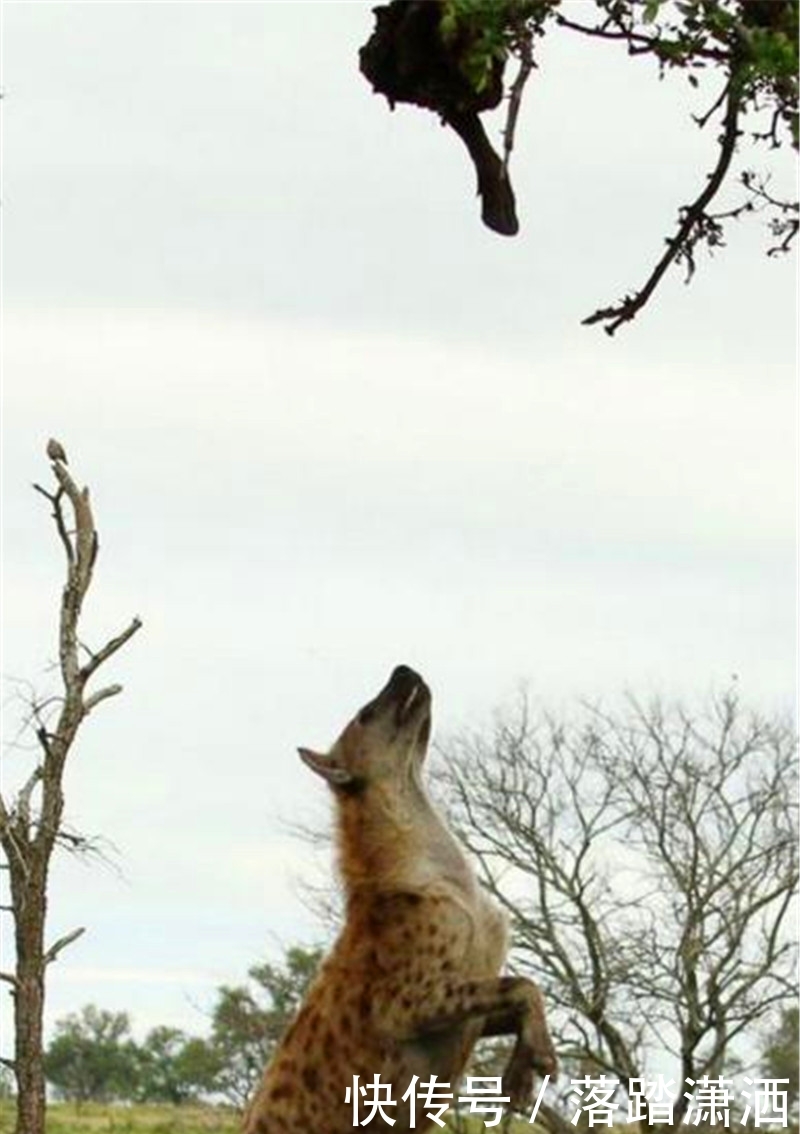 鬣狗几次跳跃,想要抢夺放在树上的食物,旁边猎
