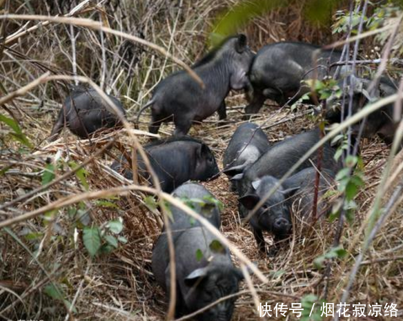 农村有句俗语“猪来穷，狗来富，猫来开当铺”，这是什么意思