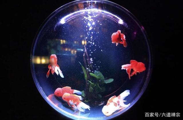 羅漢魚適合多少度水溫養(yǎng)魚(羅漢魚的溫度是多少度最好水溫)