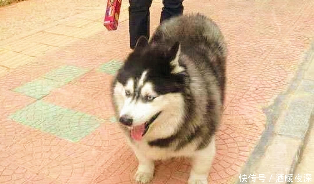 主人反对二哈和柯基在一起,还是被生的宝宝气