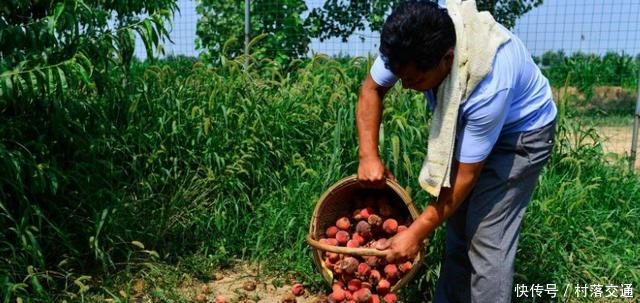 西瓜到桃子,滞销连年发生,农民想不通,专家的解