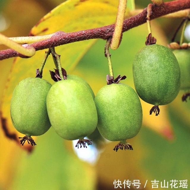 软枣猕猴桃繁殖及病虫害防治塔架栽培技术