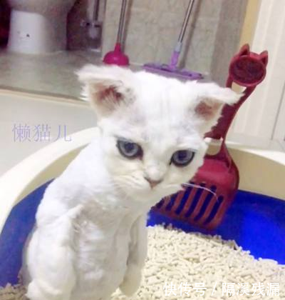 白猫站在表情盆里,猫砂的图片看表情包球球迷走近,奇怪a看,笑到扶图片