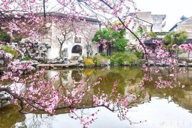 江浙沪又一网红打卡地!有轨电车穿过海棠花海,2元直达太湖