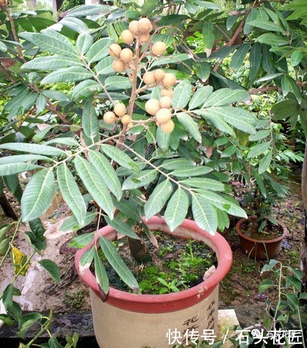 水果季节,4种果核埋在盆里1周发芽,结果能