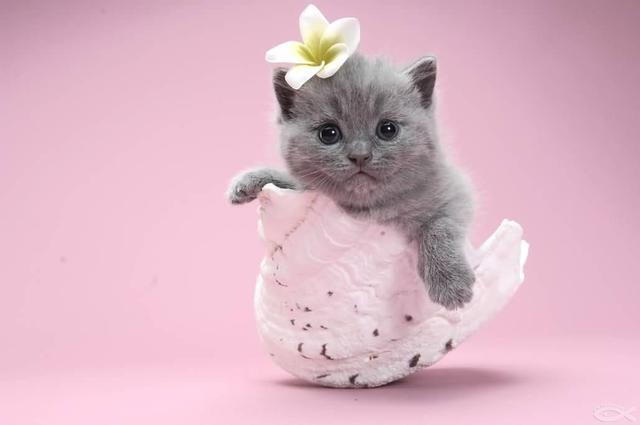 加菲猫动画片哪年上映的 t01143fb411aa7c7efb.jpg?size=640x425