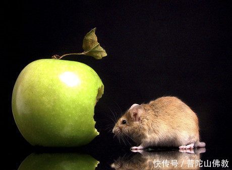 学佛之人该如何面对老鼠?看看我和小老鼠的故事