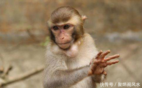 这里有最精准全面的2018戊戌年,流年生肖运势!第二期