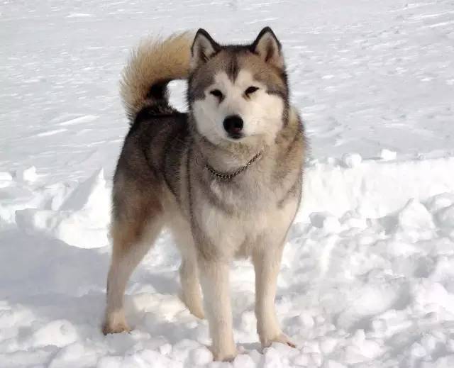 《南极大冒险》这部曾轰动世界的真实事件,主