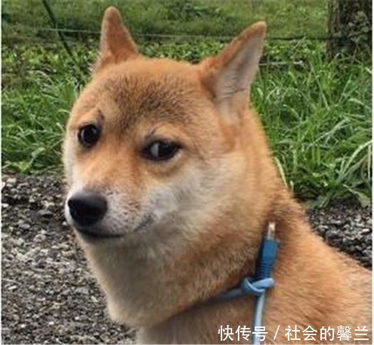 主人带着狗狗外出散步,看到狗狗的脖子后画风