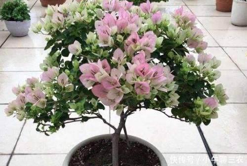 养护盆栽三角梅不容易,老花农7点忠告,建议收