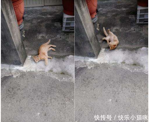 还有下一餐吗? 流浪猫不舍吃饲料, 痴望爱妈离