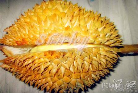 菠萝蜜果树长什么样_360问答