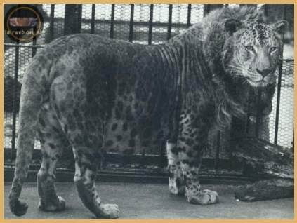 豹狮兽