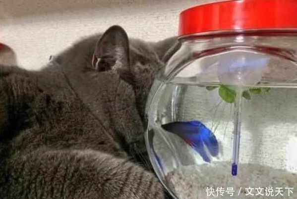 猫咪靠着鱼缸睡着了,铲屎官过去一看,被吓得一