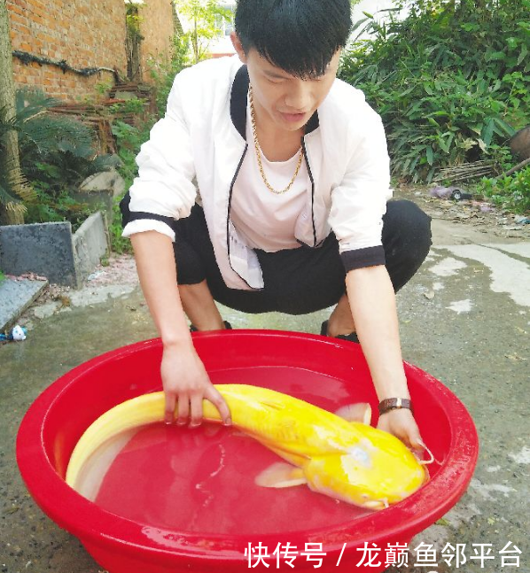 龙巅鱼邻:男子钓到通体金黄大怪鱼 水族馆花1
