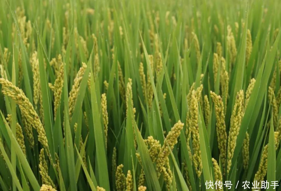 水稻增产套餐30元一亩,农民划得来么?高产低成本才是王道! 糖果派对电子游艺