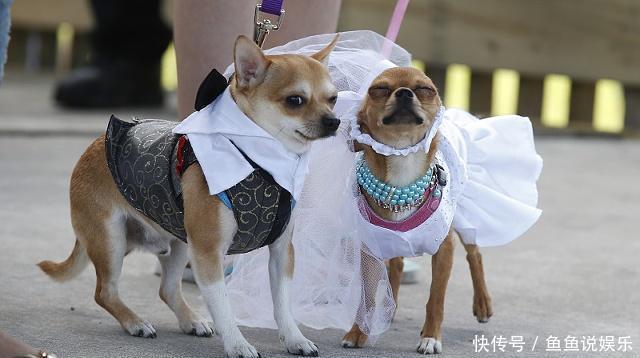 养狗开心,但是遛狗时要注意的这些事儿则直接