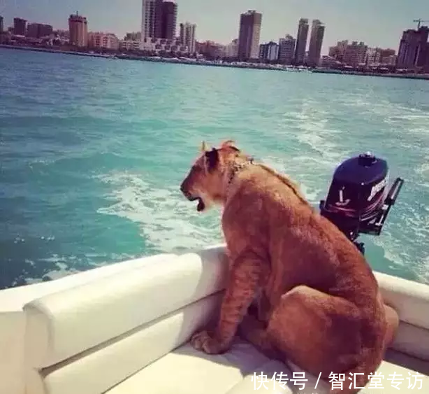 兰博基尼警车、疯狂的建筑、不可思议的宠物......这是迪拜人的生