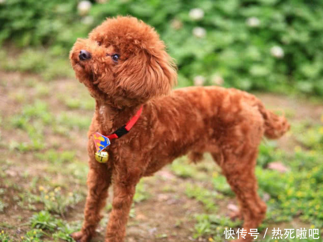 主人给泰迪剪毛,然后将它的毛做成了和它一样