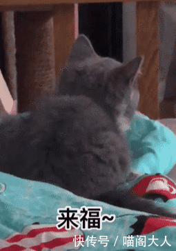 女子喂养宠物猫,半年后看着猫体型哭笑不得,网友:不要给猪染色 真钱捕鱼达人棋牌游戏官网
