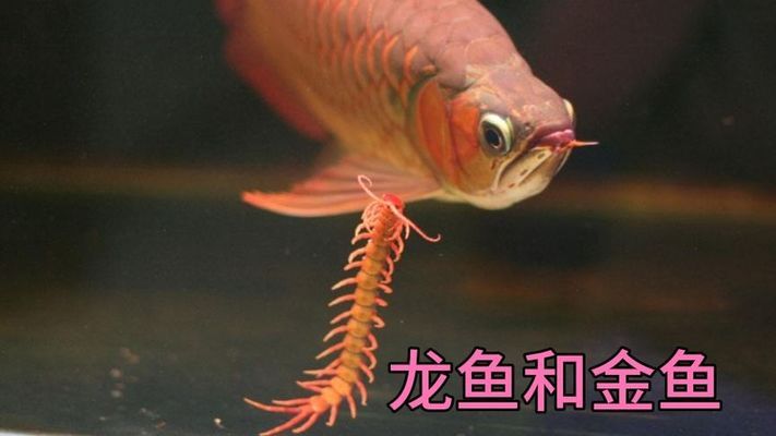 无棣县森森水族馆（无棣县森森水族馆电话）