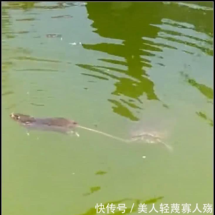 王思聪买鸭子当宠物,看到价格后大家傻眼了